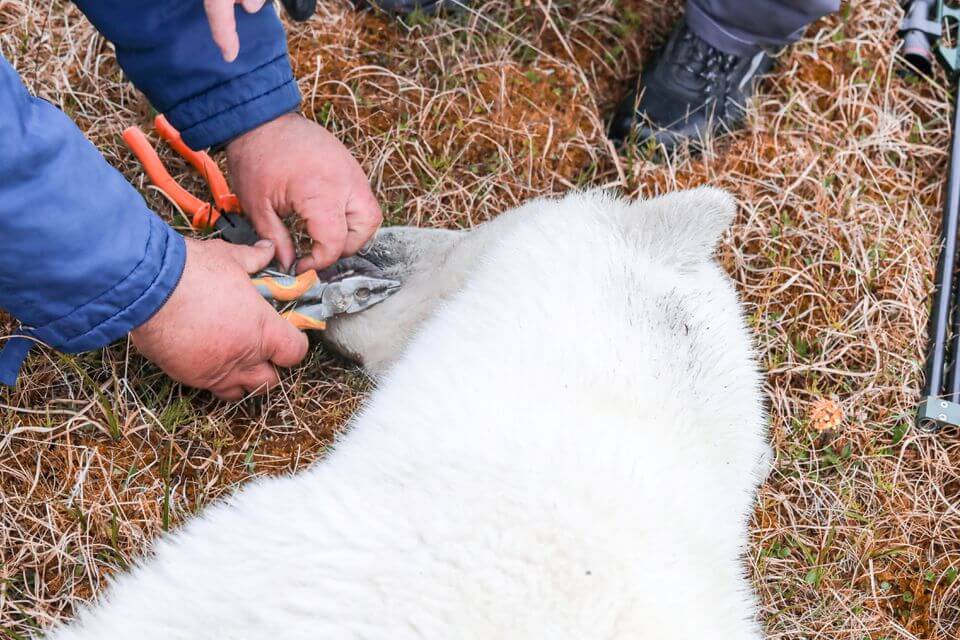 Polar-Bear-Rescued-After-Tongue-Stuck-In-Tin-Can