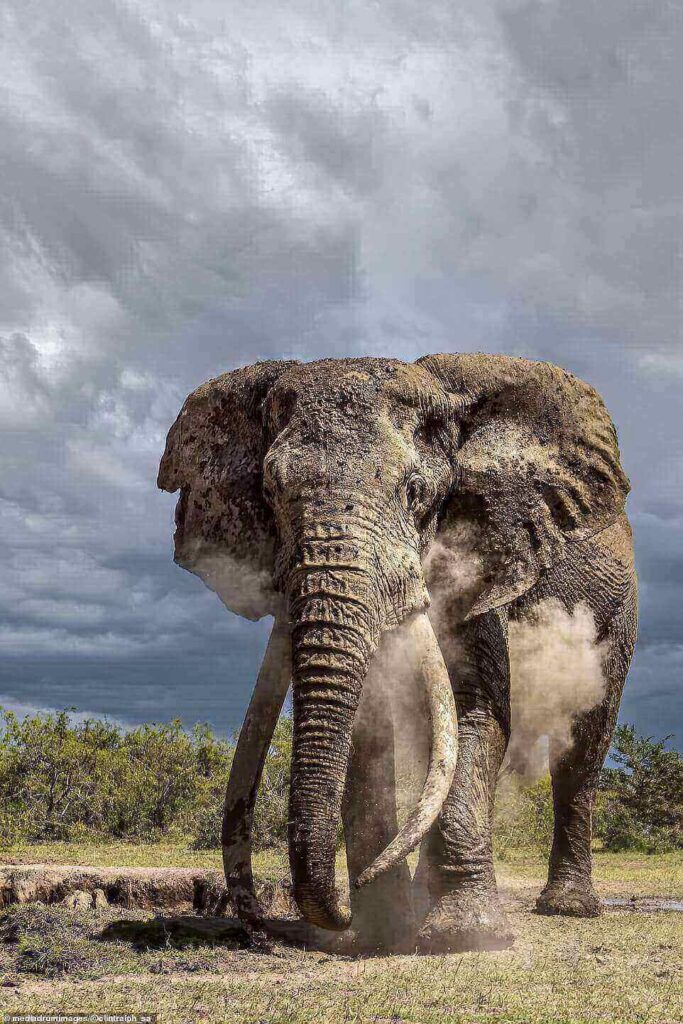 Incredible-pictures-show-heavily-protected-50-year-old-elephant-with-giant-tusks