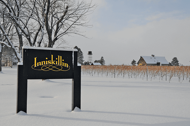 Inniskillin-vineyards-in-on-the-lake-Niagara