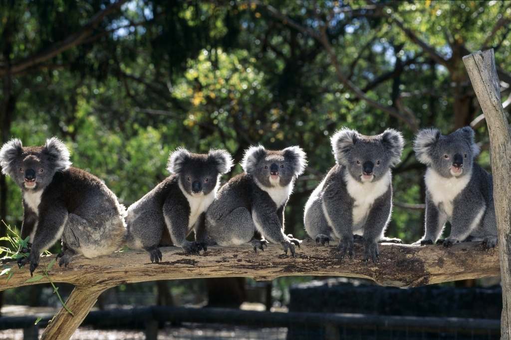 koala