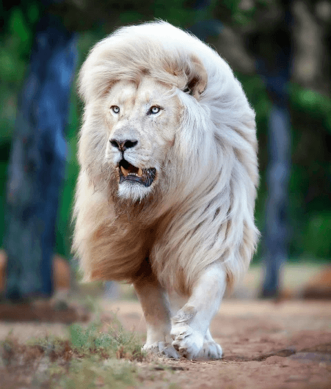 south-african-white-lion