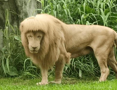 lion-hairstyle
