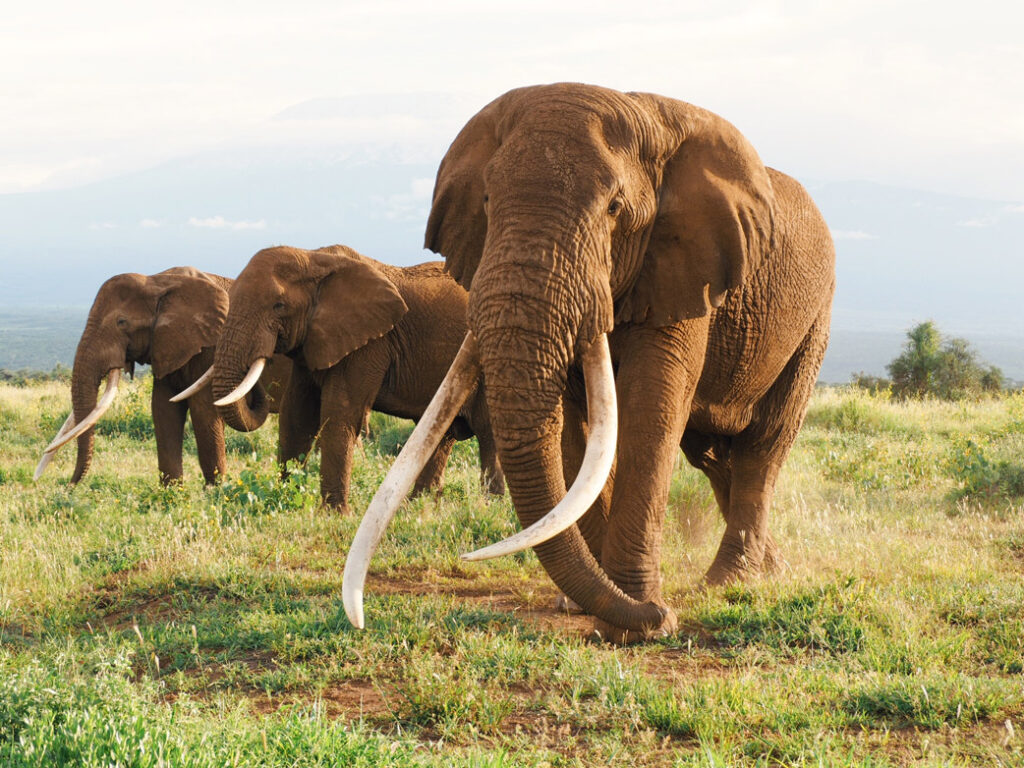 oldest-elephant-in-kenya