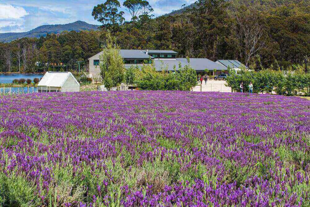 Port-Arthur-Lavender-Farm-Tasmania