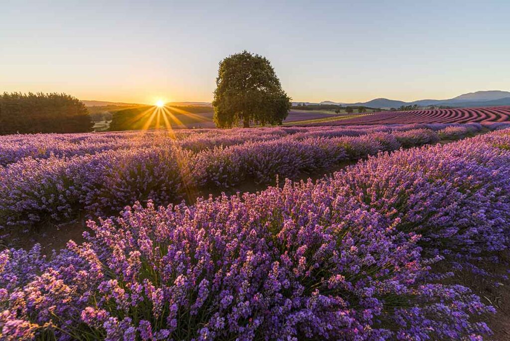 Bridestowe-Lavender-Estate-Farm-Tasmania