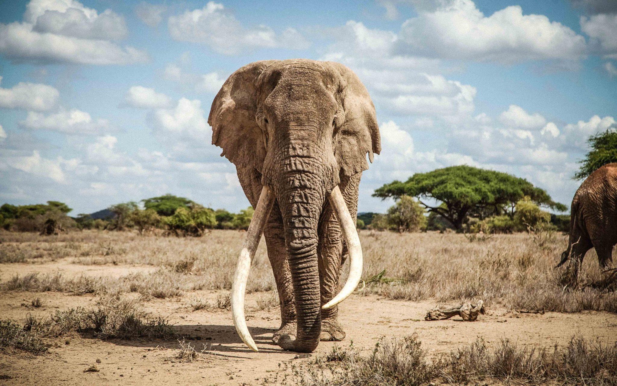 50-year-old-elephant-kenya