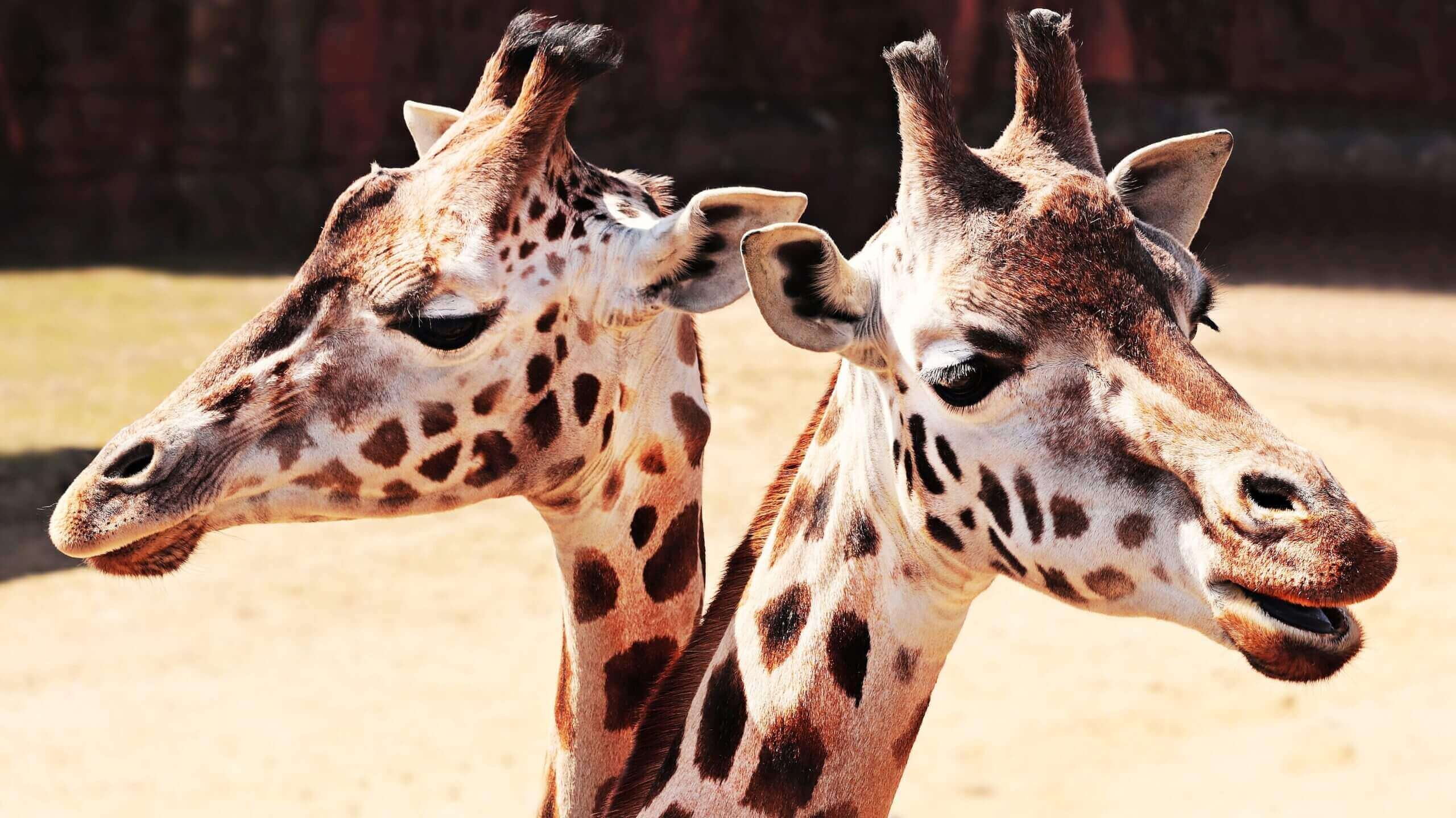 Twin-giraffes