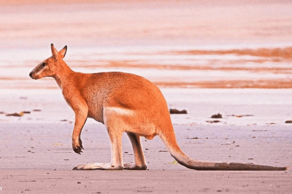 lifeguard-rescue-kangaroo