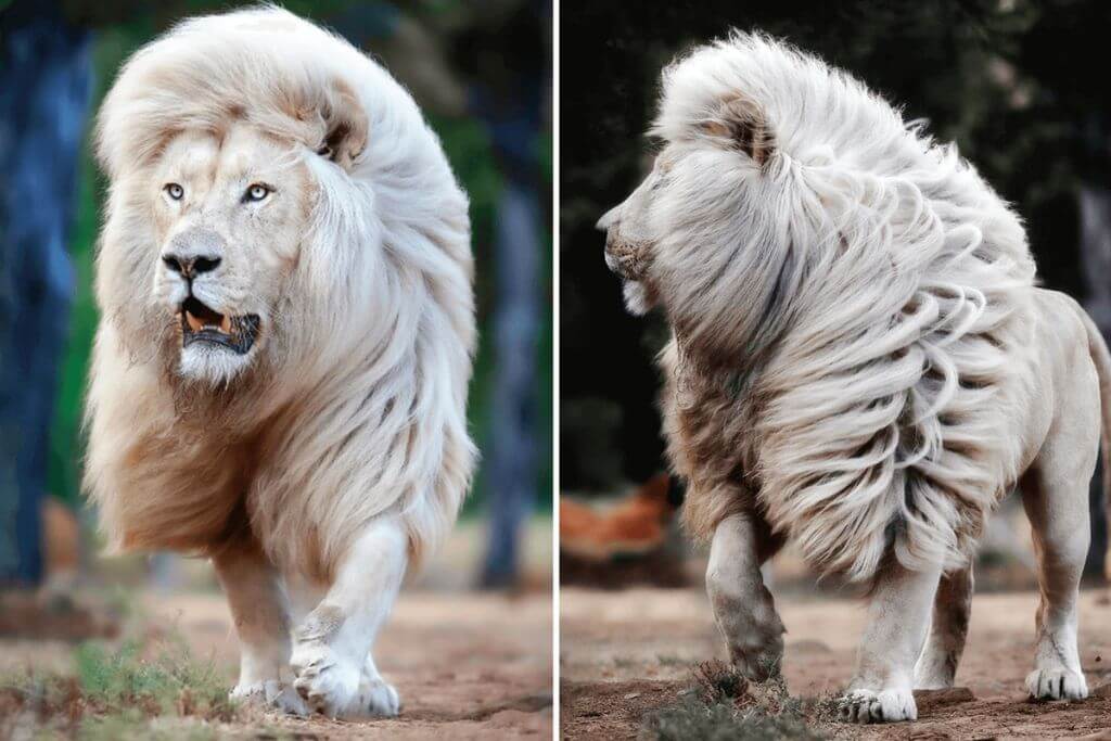 most-beautiful-lion-in-the-world