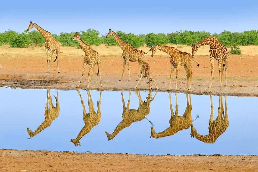 african-giraffe-long-neck