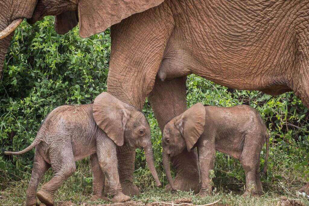 elephant-twins-in-kenya-found-alive