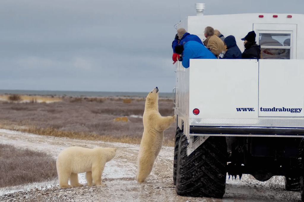 polar-bear-tours-churchill