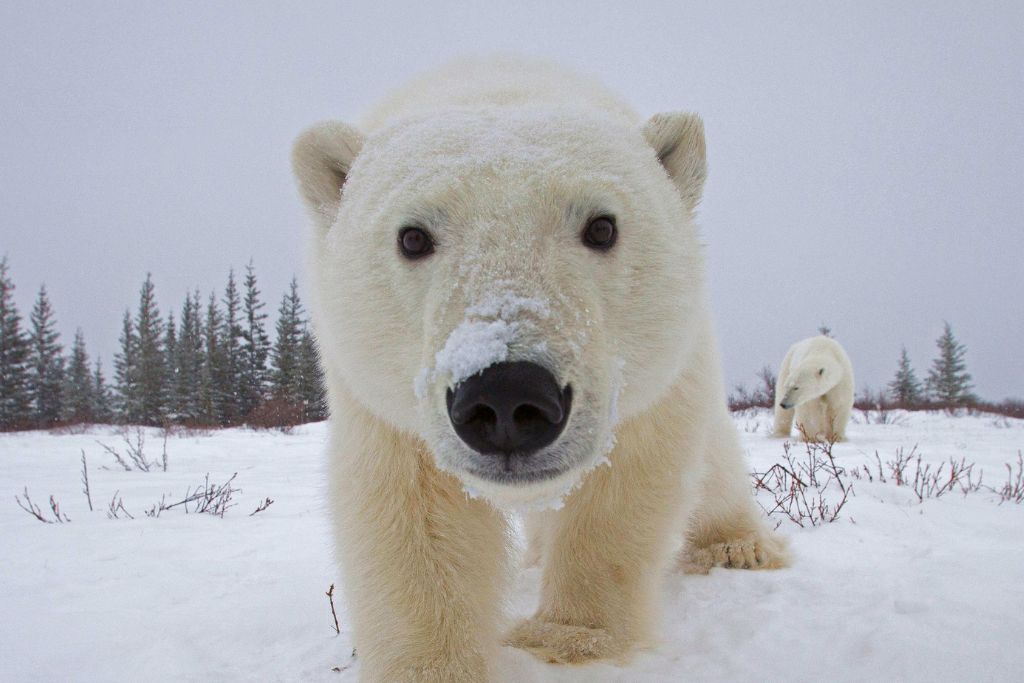 churchill-polar-bear
