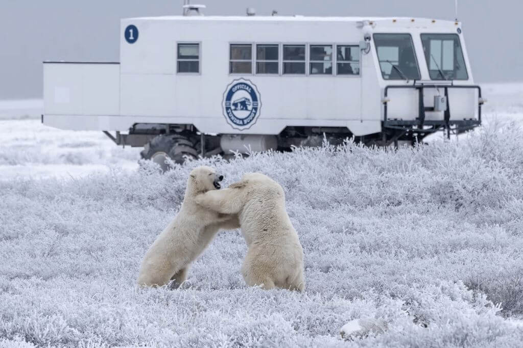 polar-bear-capital-of-the-world