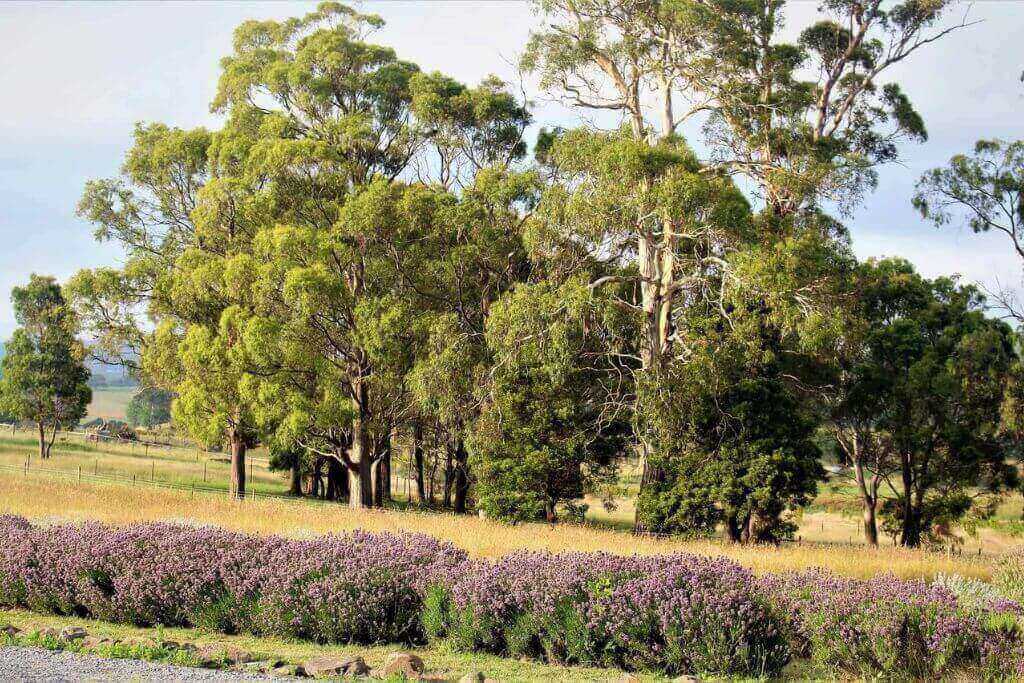 lavender-house-Tasmania