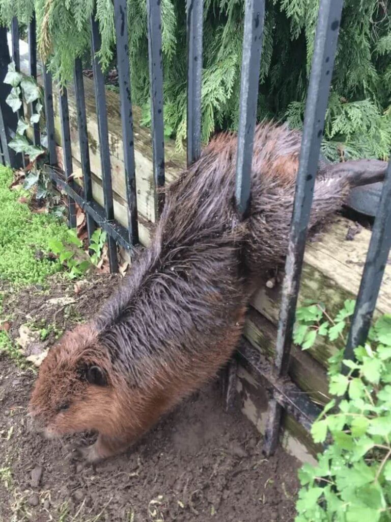 beaver-stuck-in-fence