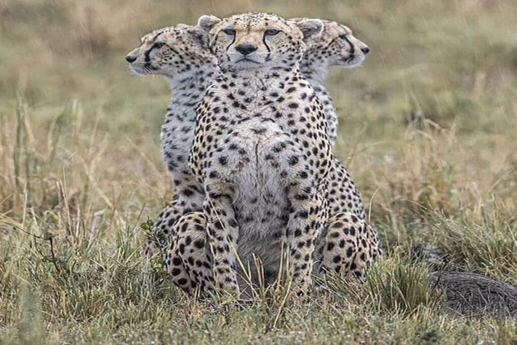 cheetah-africa-kenya