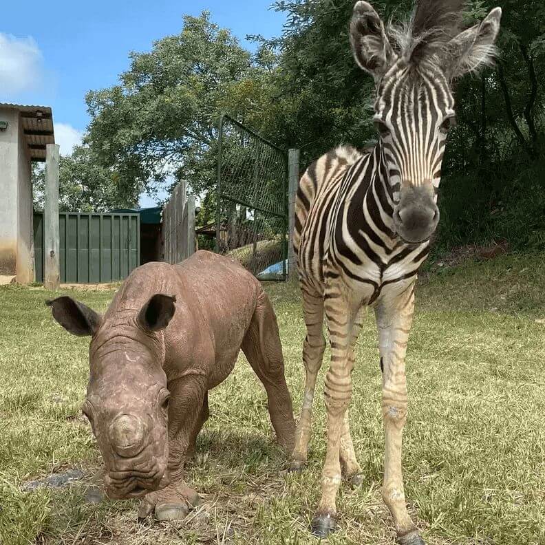 zebra-rhino-south-africa