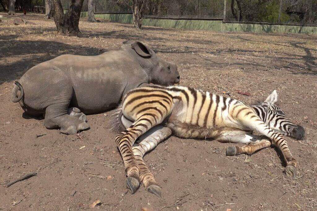zebra-rhino-best-friends