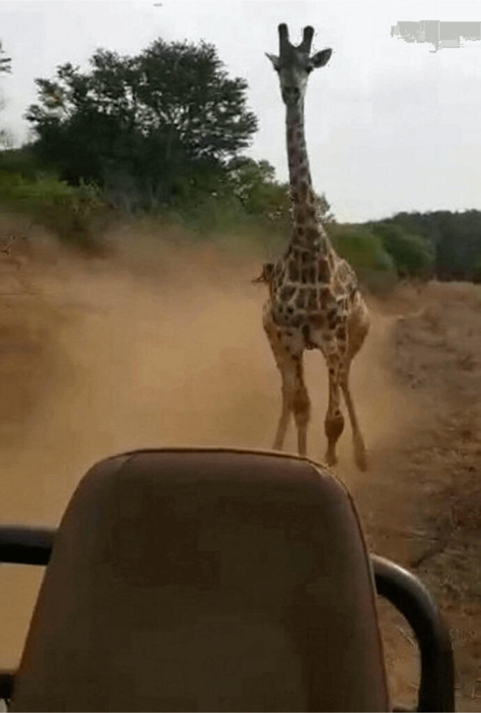 male-giraffe-chases-tourists