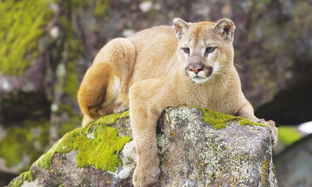 Cougar-most-dangerous-animals-in-canada