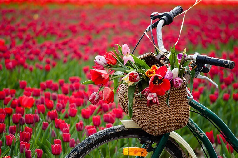 bike-tulip-fields