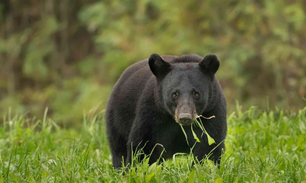 black-bear-most-dangerous-animals-in-canada
