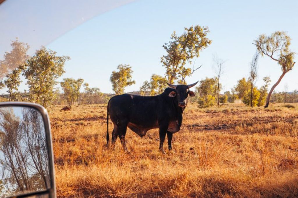 bull-along-the-road-of-purnululu-national-park