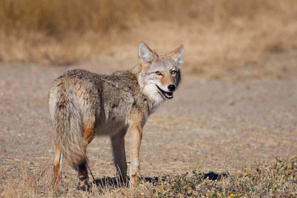 coyote-canada
