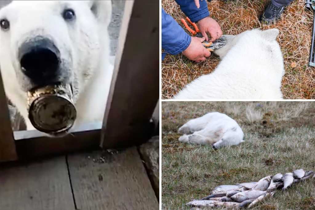 Polar Bear Rescued After Tongue Stuck In Tin Can