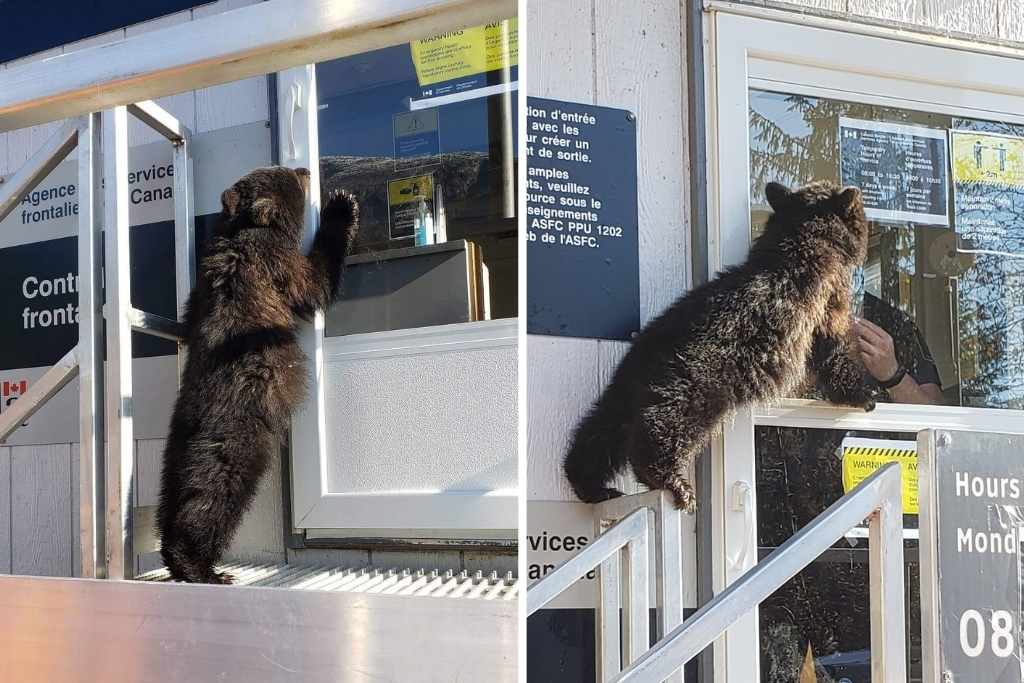 Bear-Cub-Tries-To-Trespass-Border-Canada-USA