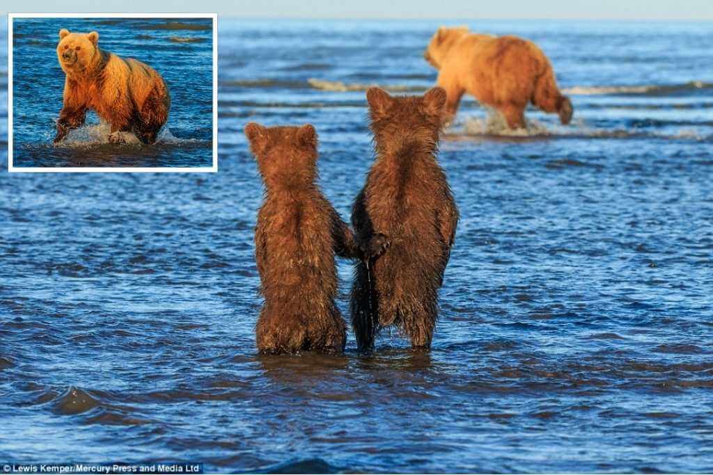 bear-cubs-holding-hands-while-their-mother-hunts-for-food