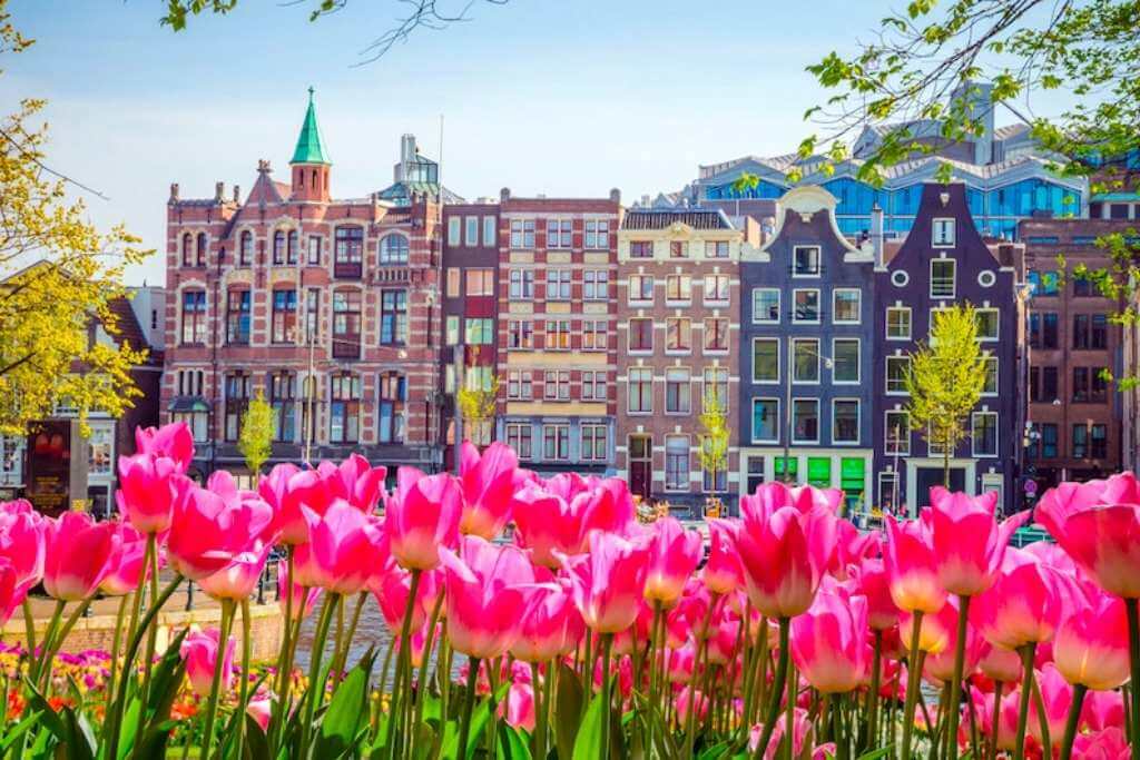 netherlands-tulip