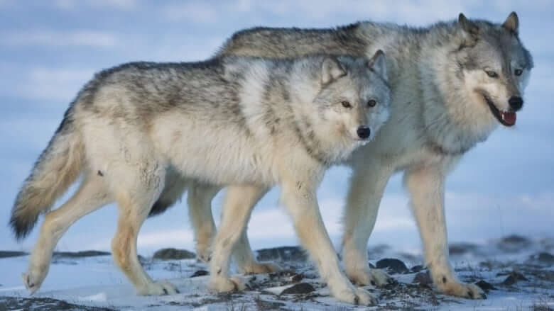 Wolf-most-dangerous-animals-in-canada