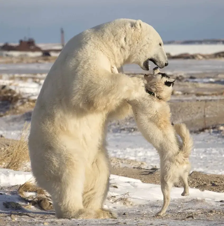 polar-bears-in-Churchill