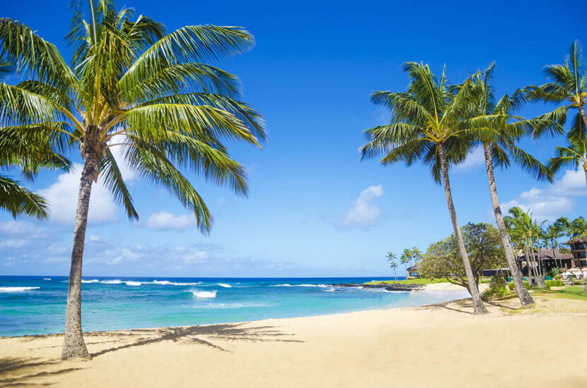 hawaii-palm-trees