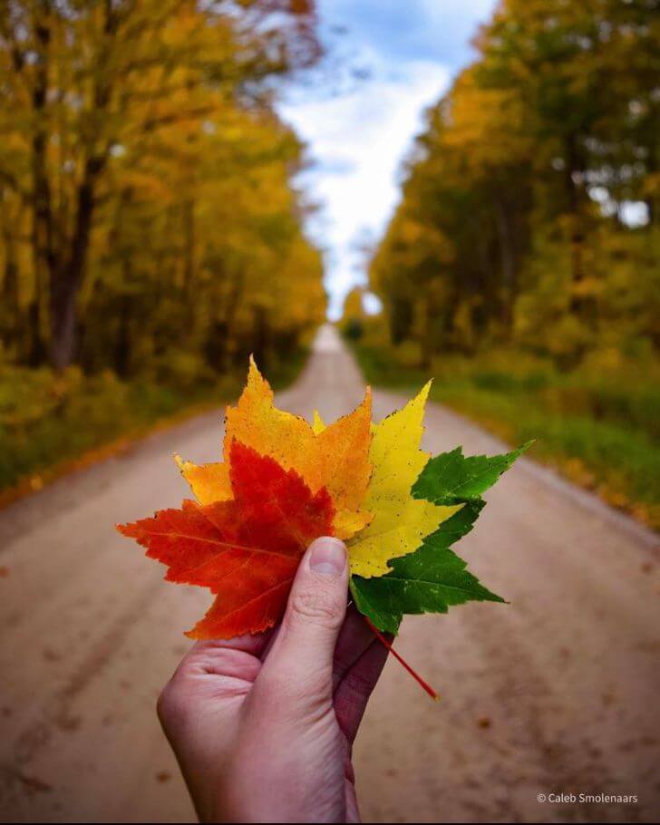 Maple-leaves-Tobermory