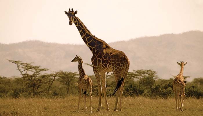 giraffe-twins-kenya