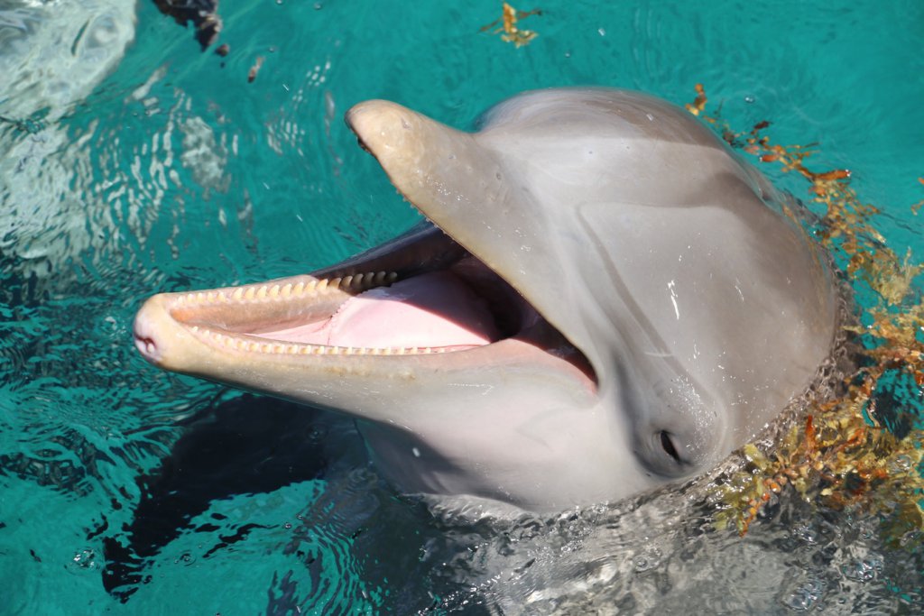 dolphin-feeding