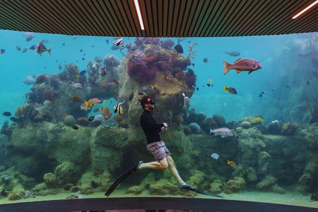 living-reef-aquarium-whitsundays