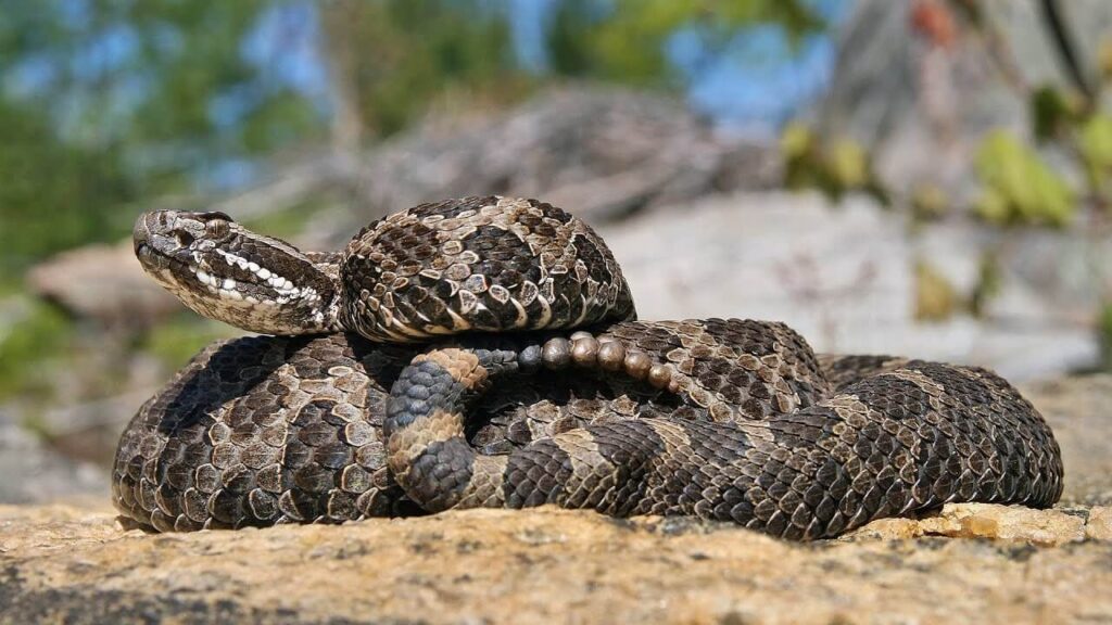 Massasauga-Rattlesnake