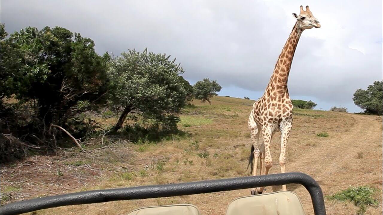 giraffe-chases-tourists