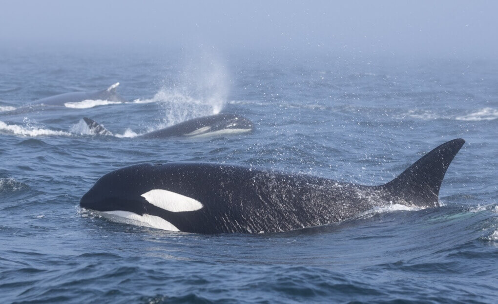 Orcas-and-humpback-whales-battle