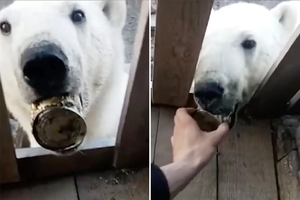 Polar-Bear-Rescued-After-Tongue-Stuck-In-Tin-Can