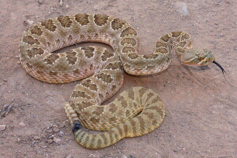 Prairie-Rattle-snake-dangerous-animal-in-canada