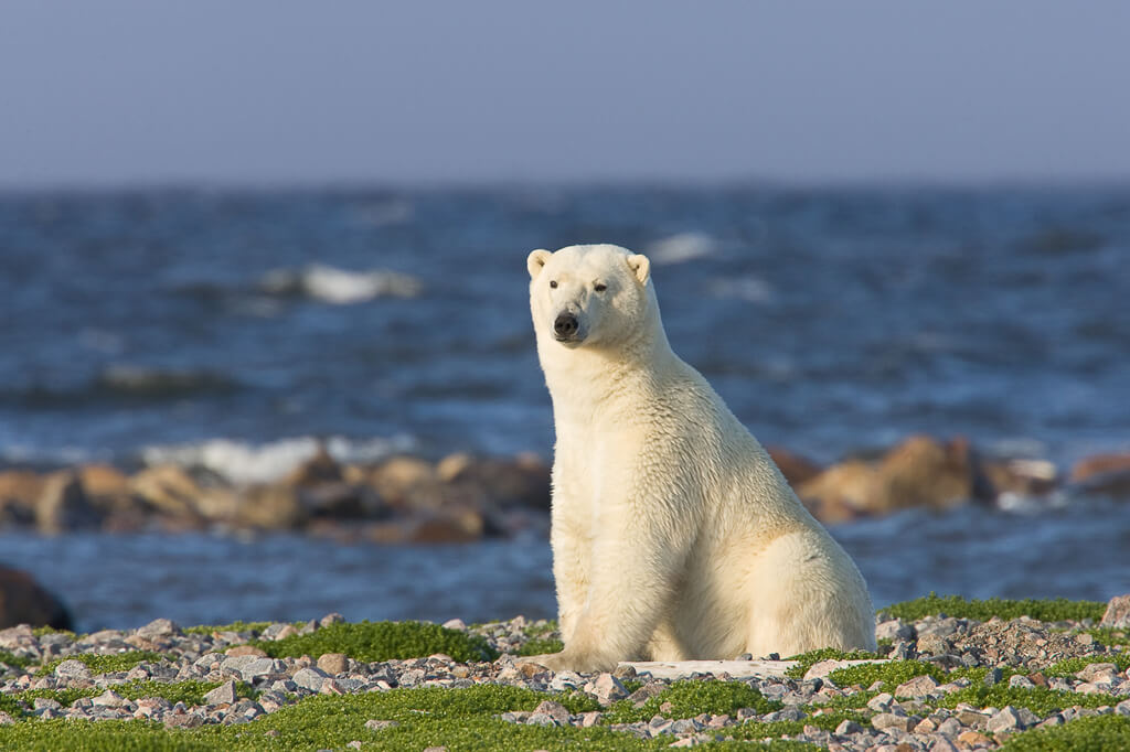 summer-polar-bear