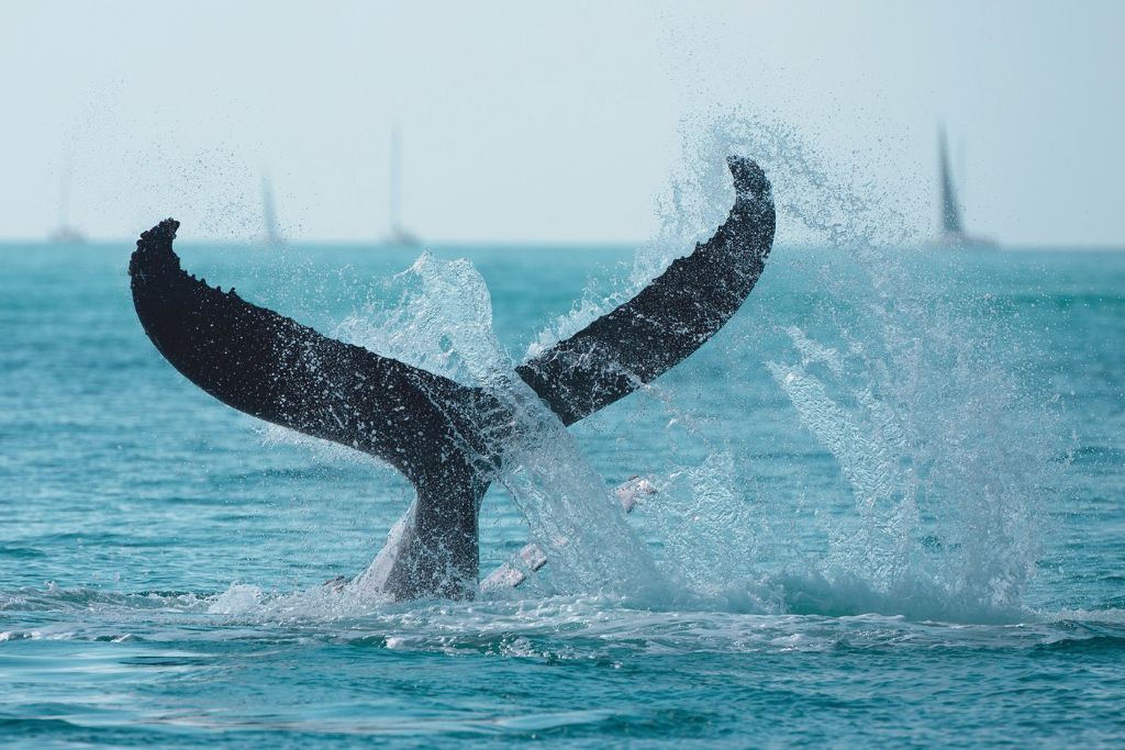 whale-spotted-in-whitsundays