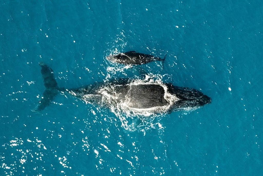whales-whitsundays