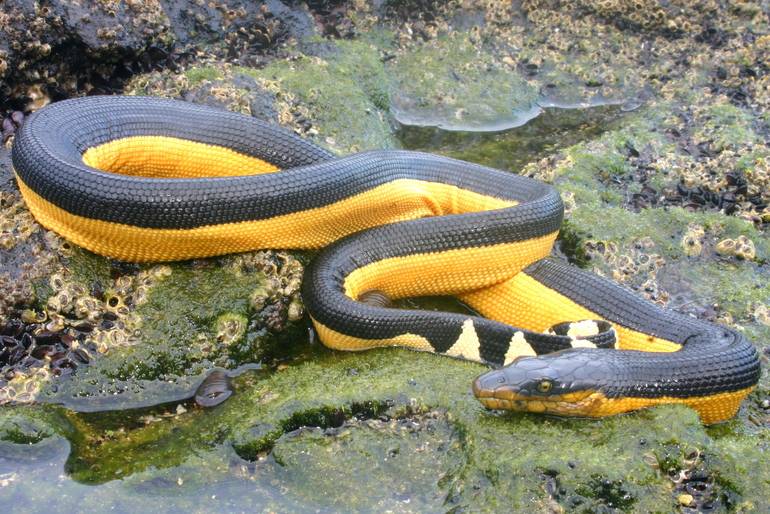 Yellow-Bellied-Sea-Snake