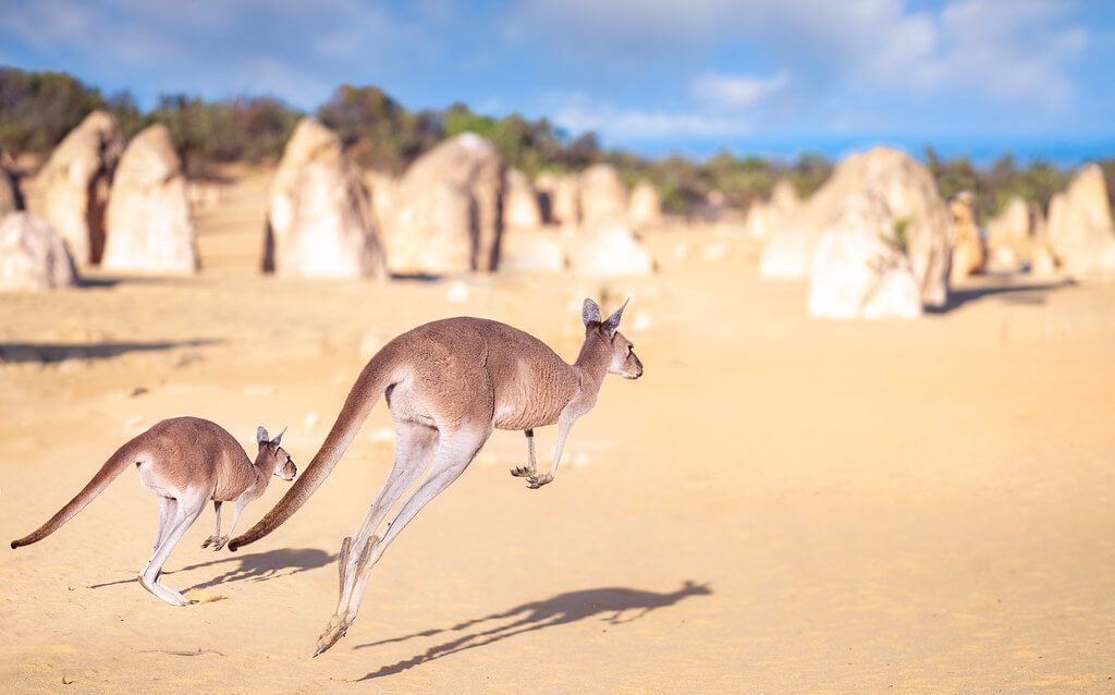 kangaroo-the-pinnacles-desert
